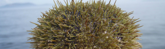 Green Sea Urchin 2