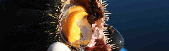 Green Sea Urchin 3