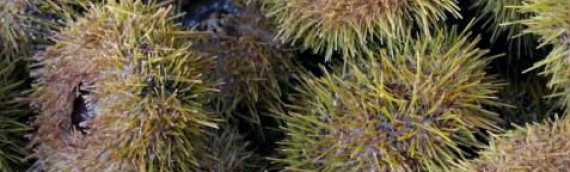 Green Sea Urchin 4