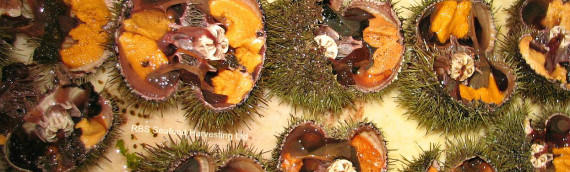 Green Sea Urchin 5