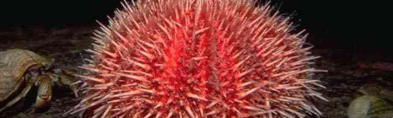 Red Sea Urchin 2